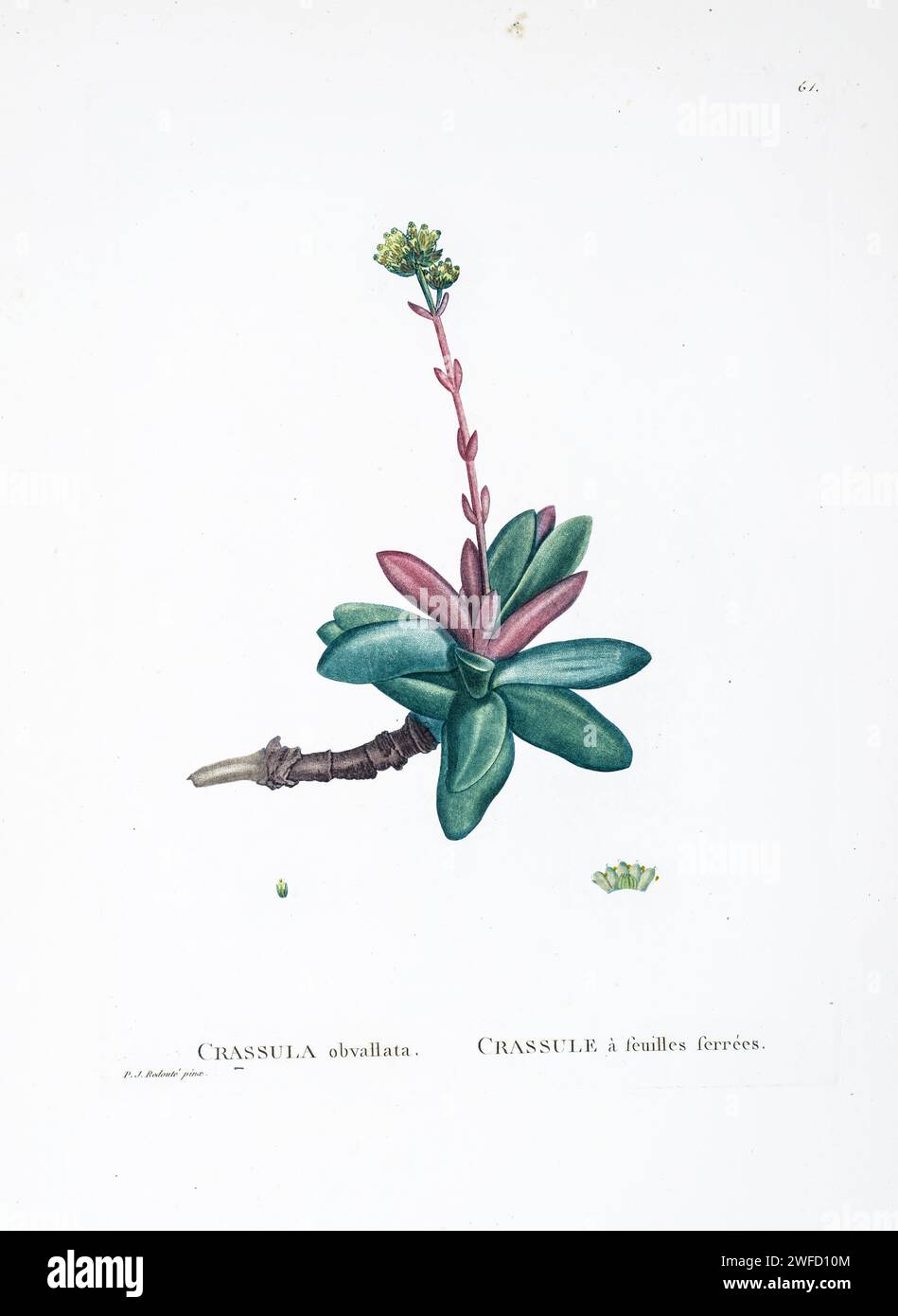 Crassula obvallata L. from History of Succulent Plants [Plantarum historia succulentarum / Histoire des plantes grasses] painted by Pierre-Joseph Redouté and described by Augustin Pyramus de Candolle 1799 Crassula is a genus of succulent plants containing about 200 accepted species, including the popular jade plant. They are members of the stonecrop family and are native to many parts of the globe, but cultivated varieties originate almost exclusively from species from the Eastern Cape of South Africa. Stock Photo