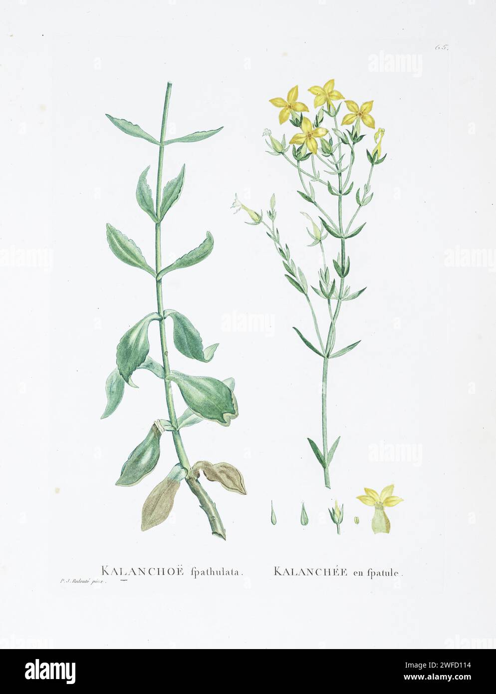 Kalanchoe spathulatat from History of Succulent Plants [Plantarum historia succulentarum / Histoire des plantes grasses] painted by Pierre-Joseph Redouté and described by Augustin Pyramus de Candolle 1799 Stock Photo