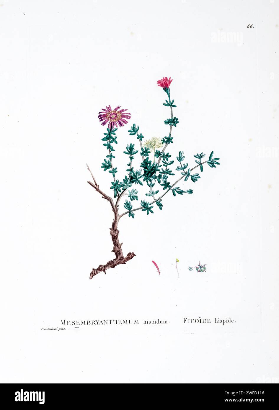 Drosanthemum hispidum (L.) Schwant. Here As Mesembryanthemum hispidum from History of Succulent Plants [Plantarum historia succulentarum / Histoire des plantes grasses] painted by Pierre-Joseph Redouté and described by Augustin Pyramus de Candolle 1799 Drosanthemum hispidum, the hairy dewflower, is a species of perennial herb in the family Aizoaceae. They are succulent plants and have a self-supporting growth form and simple, broad leaves. Flowers are visited by Colletes schultzei. Stock Photo