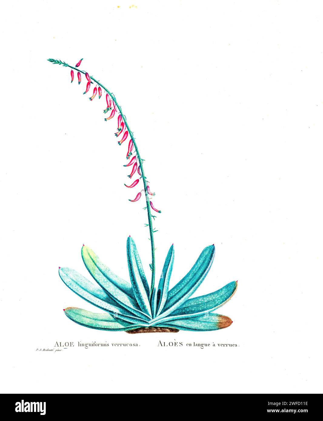 Gasteria angustifolia (Ait.) Haw. Here As Aloe linguiformis verrucosa from History of Succulent Plants [Plantarum historia succulentarum / Histoire des plantes grasses] painted by Pierre-Joseph Redouté and described by Augustin Pyramus de Candolle 1799 Stock Photo
