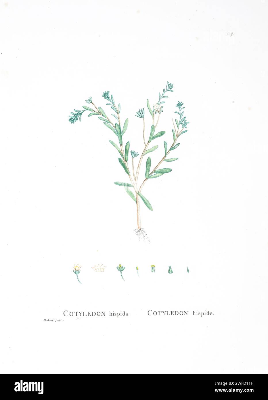 Mucizonia hispida (Lam.) Berg. Here As Cotyledon hispida from History of Succulent Plants [Plantarum historia succulentarum / Histoire des plantes grasses] painted by Pierre-Joseph Redouté and described by Augustin Pyramus de Candolle 1799 Stock Photo