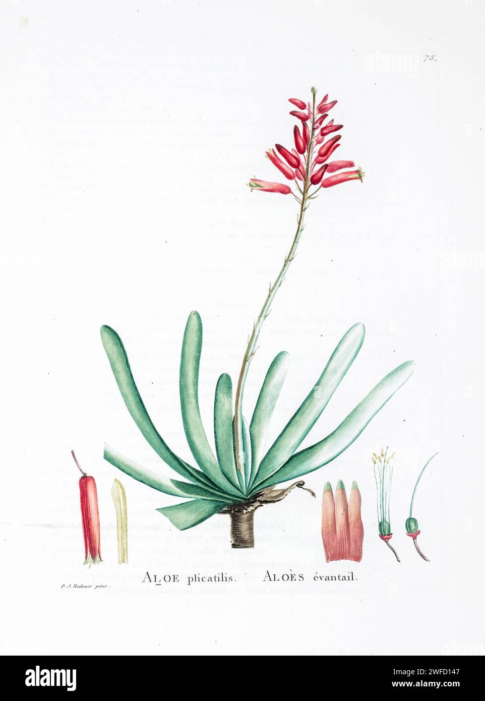 Aloe plicatilis from History of Succulent Plants [Plantarum historia succulentarum / Histoire des plantes grasses] painted by Pierre-Joseph Redouté and described by Augustin Pyramus de Candolle 1799 Kumara plicatilis, formerly Aloe plicatilis, the fan-aloe, is a succulent plant endemic to a few mountains in the Fynbos ecoregion, of the Western Cape in South Africa. The plant has an unusual and striking fan-like arrangement of its leaves. Stock Photo