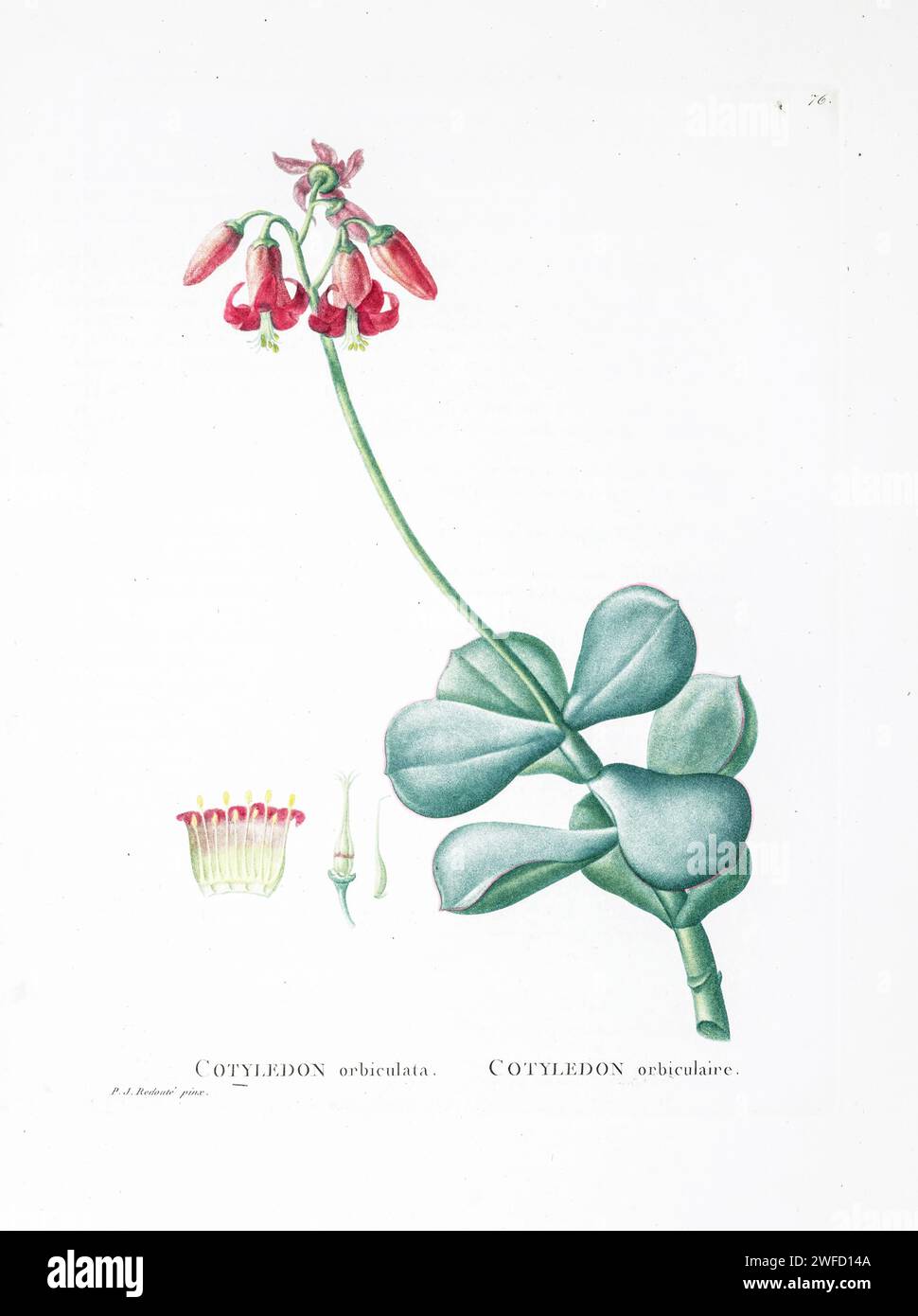 Cotyledon orbiculata from History of Succulent Plants [Plantarum historia succulentarum / Histoire des plantes grasses] painted by Pierre-Joseph Redouté and described by Augustin Pyramus de Candolle 1799 Cotyledon orbiculata, commonly known as pig's ear or round-leafed navel-wort, is a South African succulent plant belonging to the genus Cotyledon. Stock Photo