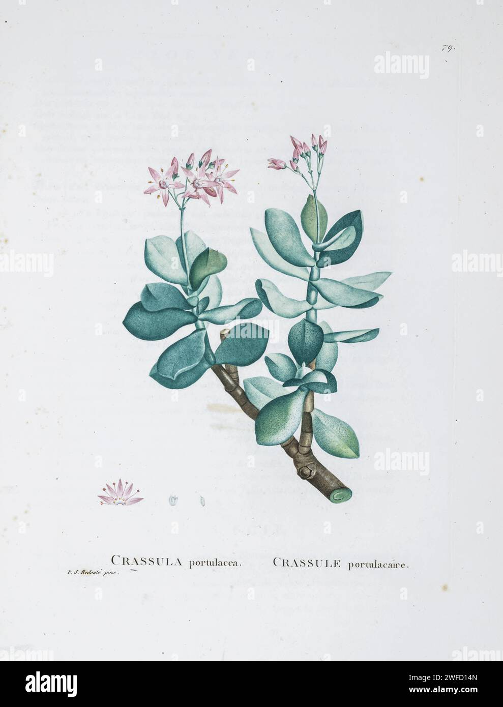Crassula argentea Here As Crassula portulacea from History of Succulent Plants [Plantarum historia succulentarum / Histoire des plantes grasses] painted by Pierre-Joseph Redouté and described by Augustin Pyramus de Candolle 1799 Crassula ovata, commonly known as jade plant, lucky plant, money plant or money tree, is a succulent plant with small pink or white flowers that is native to the KwaZulu-Natal and Eastern Cape provinces of South Africa, and Mozambique; it is common as a houseplant worldwide Stock Photo