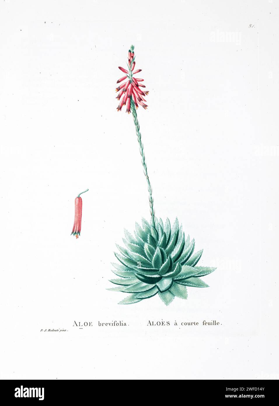 Aloe brevifolia from History of Succulent Plants [Plantarum historia succulentarum / Histoire des plantes grasses] painted by Pierre-Joseph Redouté and described by Augustin Pyramus de Candolle 1799  Aloe brevifolia, the short-leaved aloe, is a species of flowering plant in the family Asphodelaceae. It is a tiny, compact, blue-green evergreen succulent perennial, that is native to the Western Cape, South Africa Stock Photo