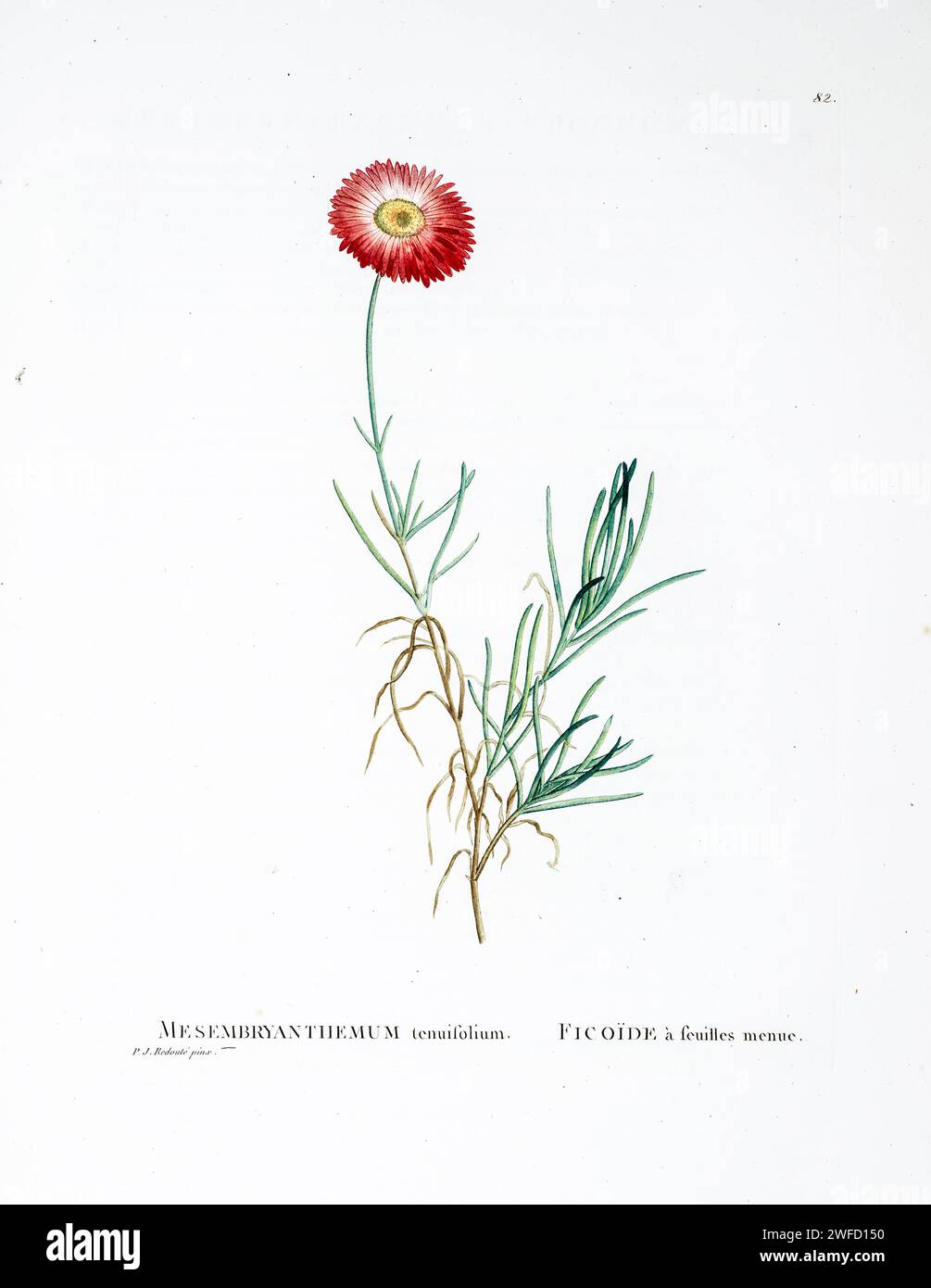 Lampranthus tenuifolius (L.) Schwant. Here As Mesembryanthemum tenuifolium from History of Succulent Plants [Plantarum historia succulentarum / Histoire des plantes grasses] painted by Pierre-Joseph Redouté and described by Augustin Pyramus de Candolle 1799  Lampranthus tenuifolius, the narrow-leaf brightfig, is a critically endangered species of succulent plant that is endemic to the Cape Flats Dune Strandveld around Cape Town, South Africa. Stock Photo