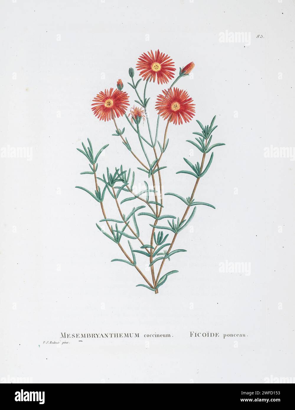 Lampranthus coccineus (Haw.) Here As Mesembryanthemum coccineumt from History of Succulent Plants [Plantarum historia succulentarum / Histoire des plantes grasses] painted by Pierre-Joseph Redouté and described by Augustin Pyramus de Candolle 1799 Lampranthus is a genus of succulent plants in the family Aizoaceae, indigenous to southern Africa. Stock Photo