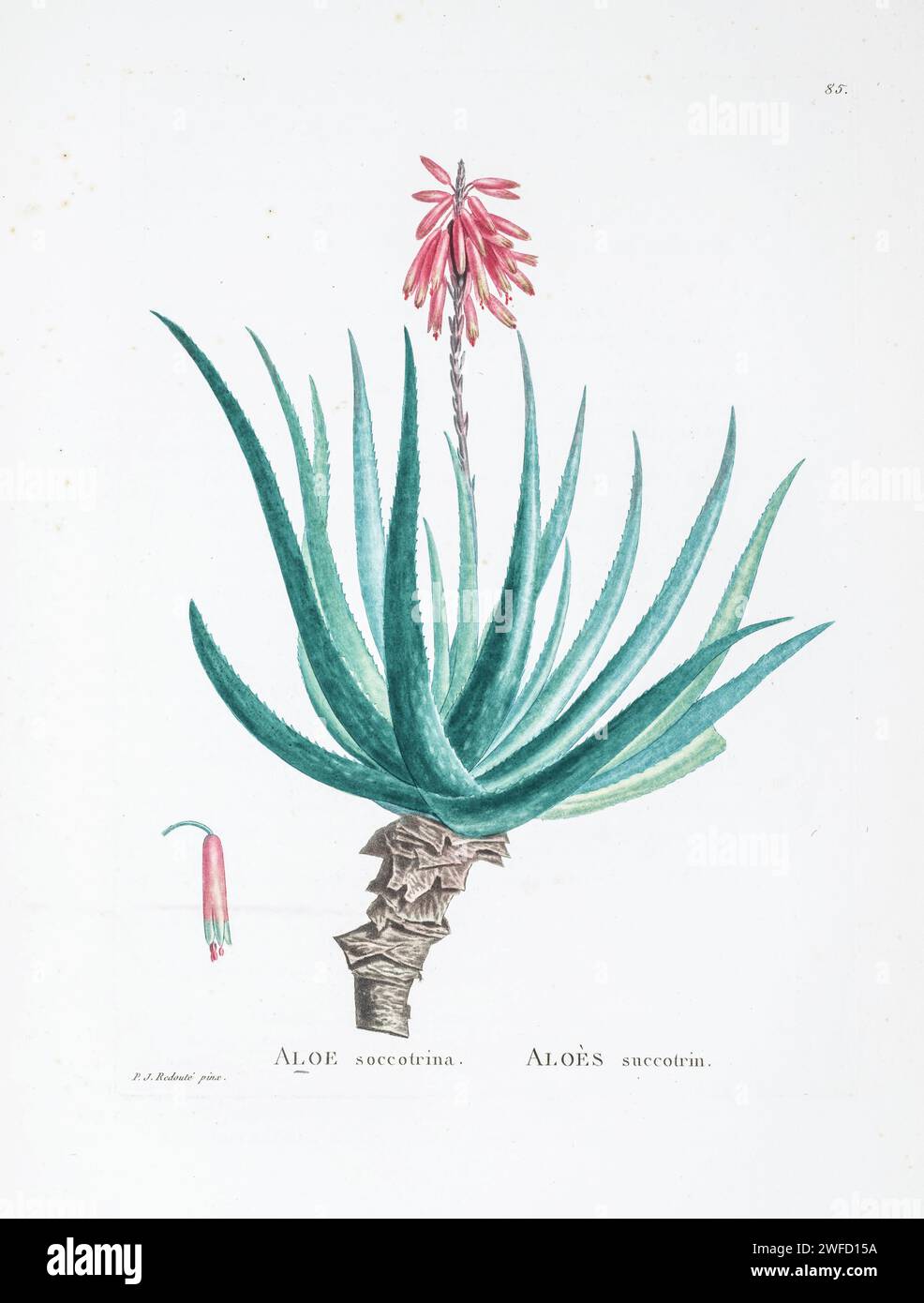 Aloe succotrina Lam. from History of Succulent Plants [Plantarum historia succulentarum / Histoire des plantes grasses] painted by Pierre-Joseph Redouté and described by Augustin Pyramus de Candolle 1799 Aloe succotrina, the Fynbos aloe, is an aloe which is endemic to Cape Town and the south-western corner of the Western Cape, South Africa. Stock Photo