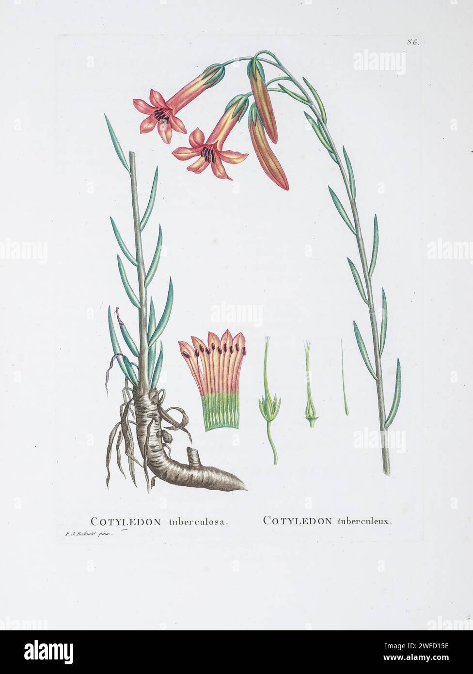 Cotyledon grandiflora Burm. f. Here As Cotyledon tuberculosa from History of Succulent Plants [Plantarum historia succulentarum / Histoire des plantes grasses] painted by Pierre-Joseph Redouté and described by Augustin Pyramus de Candolle 1799 Stock Photo
