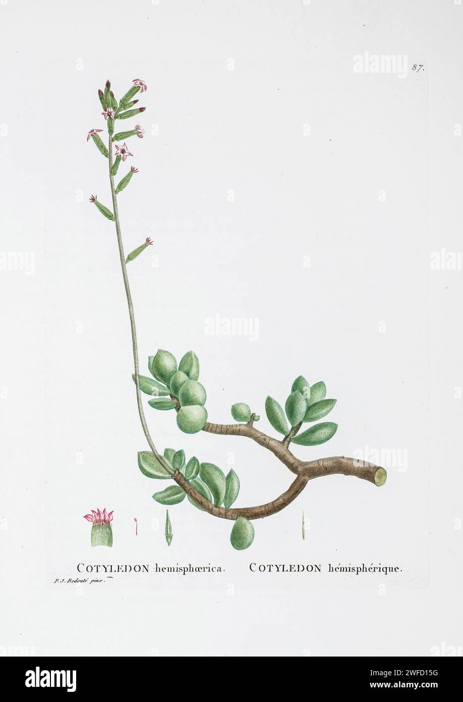 Adromischus hemisphaericus (L.) Lem. Here As Cotyledon hemisphaerica from History of Succulent Plants [Plantarum historia succulentarum / Histoire des plantes grasses] painted by Pierre-Joseph Redouté and described by Augustin Pyramus de Candolle 1799 Adromischus hemisphaericus is a perennial, succulent plant in the Crassulaceae family. It is commonly called Brosplakkies. The species is endemic to the Western Cape, South Africa. Stock Photo