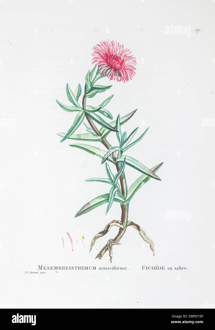 Semnanthe lacera (Haw.) INE: Br. Here As Mesembryanthemum acinaciforme from History of Succulent Plants [Plantarum historia succulentarum / Histoire des plantes grasses] painted by Pierre-Joseph Redouté and described by Augustin Pyramus de Candolle 1799 Stock Photo