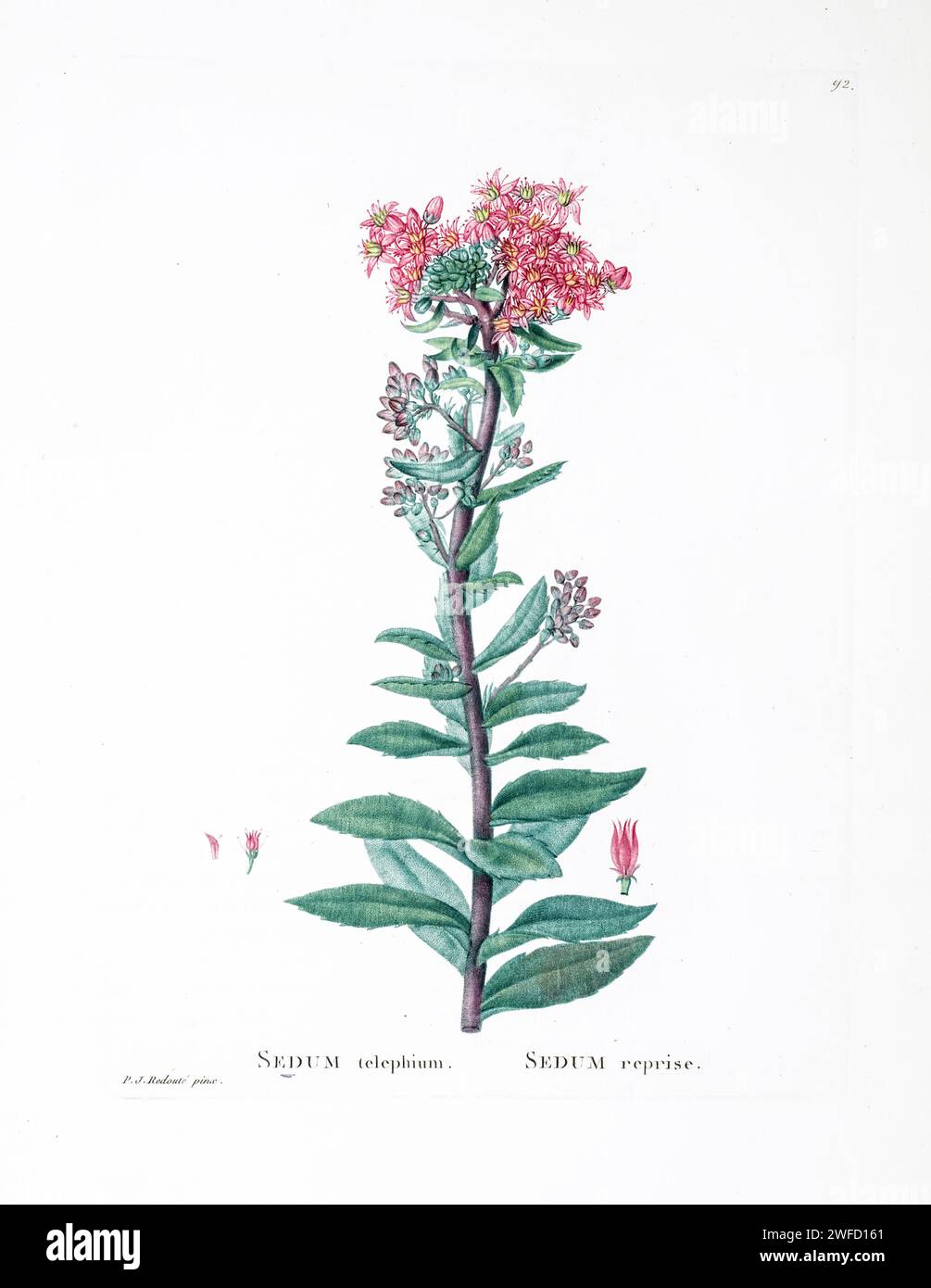 Sedum telephium from History of Succulent Plants [Plantarum historia succulentarum / Histoire des plantes grasses] painted by Pierre-Joseph Redouté and described by Augustin Pyramus de Candolle 1799 Hylotelephium telephium, known as orpine, livelong, frog's-stomach, harping Johnny, life-everlasting, live-forever, midsummer-men, Orphan John and witch's moneybags, is a succulent perennial groundcover of the family Crassulaceae native to Eurasia. The flowers are held in dense heads and can be reddish or yellowish Stock Photo