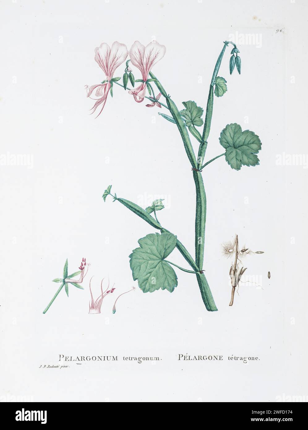 Pelargonium tetragonum from History of Succulent Plants [Plantarum historia succulentarum / Histoire des plantes grasses] painted by Pierre-Joseph Redouté and described by Augustin Pyramus de Candolle 1799 Stock Photo