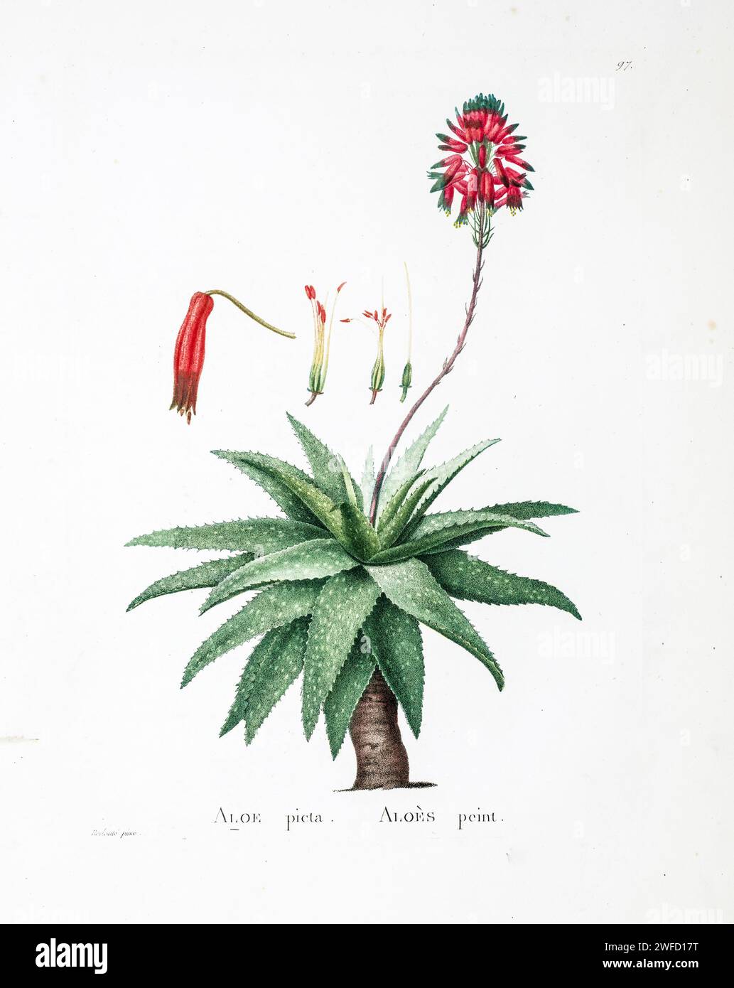 Aloe saponaria (Ait.) Haw. Here As Aloe picta from History of Succulent Plants [Plantarum historia succulentarum / Histoire des plantes grasses] painted by Pierre-Joseph Redouté and described by Augustin Pyramus de Candolle 1799 Aloe maculata, the soap aloe or zebra aloe, is a Southern African species of aloe. Local people in South Africa know it informally as the Bontaalwyn in Afrikaans, or lekhala in the Sesotho language. Stock Photo