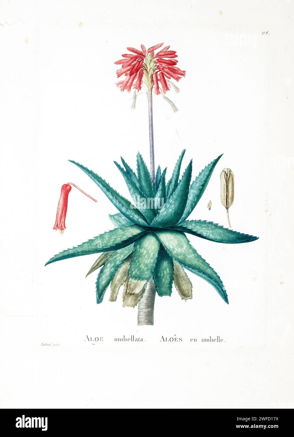 Aloe saponaria (Ait.) Haw. Here As Aloe umbellata from History of Succulent Plants [Plantarum historia succulentarum / Histoire des plantes grasses] painted by Pierre-Joseph Redouté and described by Augustin Pyramus de Candolle 1799 Aloe maculata, the soap aloe or zebra aloe, is a Southern African species of aloe. Local people in South Africa know it informally as the Bontaalwyn in Afrikaans, or lekhala in the Sesotho language. Stock Photo