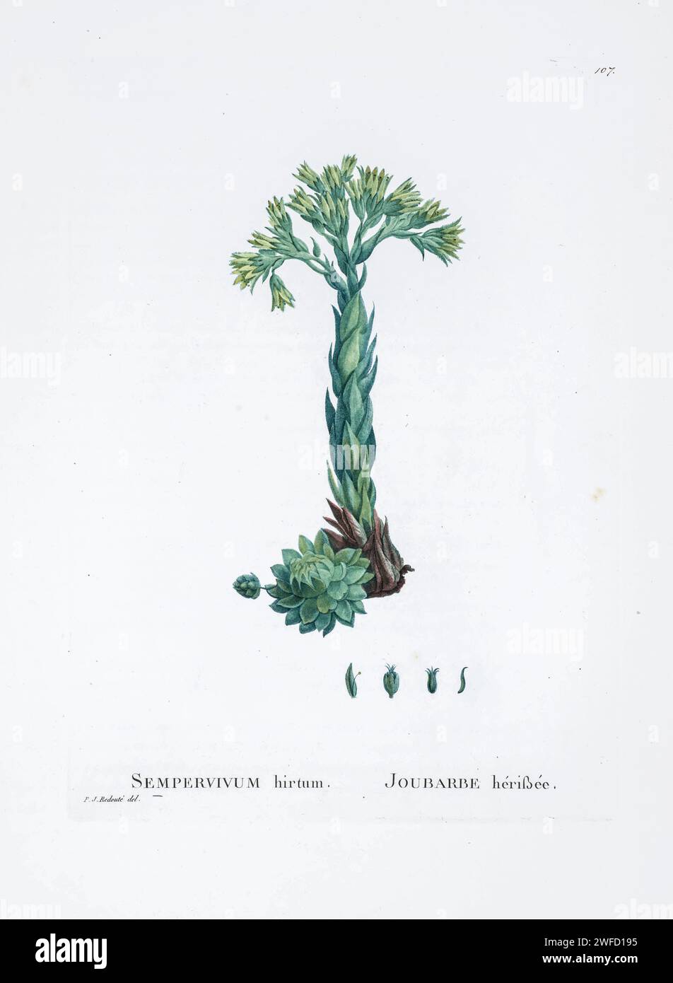 Sempervivum hirtum from History of Succulent Plants [Plantarum historia succulentarum / Histoire des plantes grasses] painted by Pierre-Joseph Redouté and described by Augustin Pyramus de Candolle 1799 Stock Photo