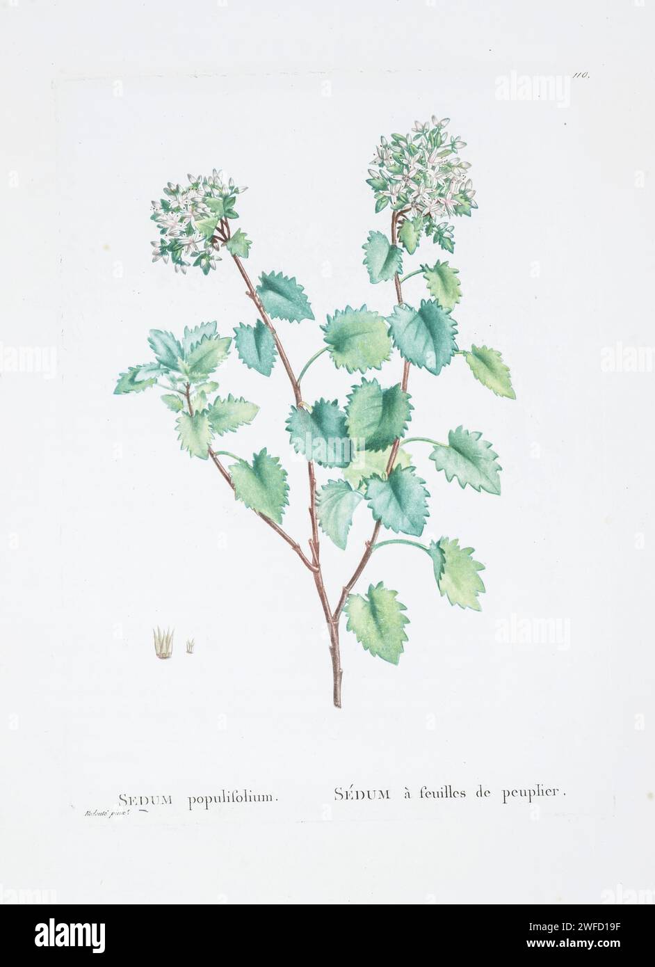 Sedum populifolium from History of Succulent Plants [Plantarum historia succulentarum / Histoire des plantes grasses] painted by Pierre-Joseph Redouté and described by Augustin Pyramus de Candolle 1799 Stock Photo