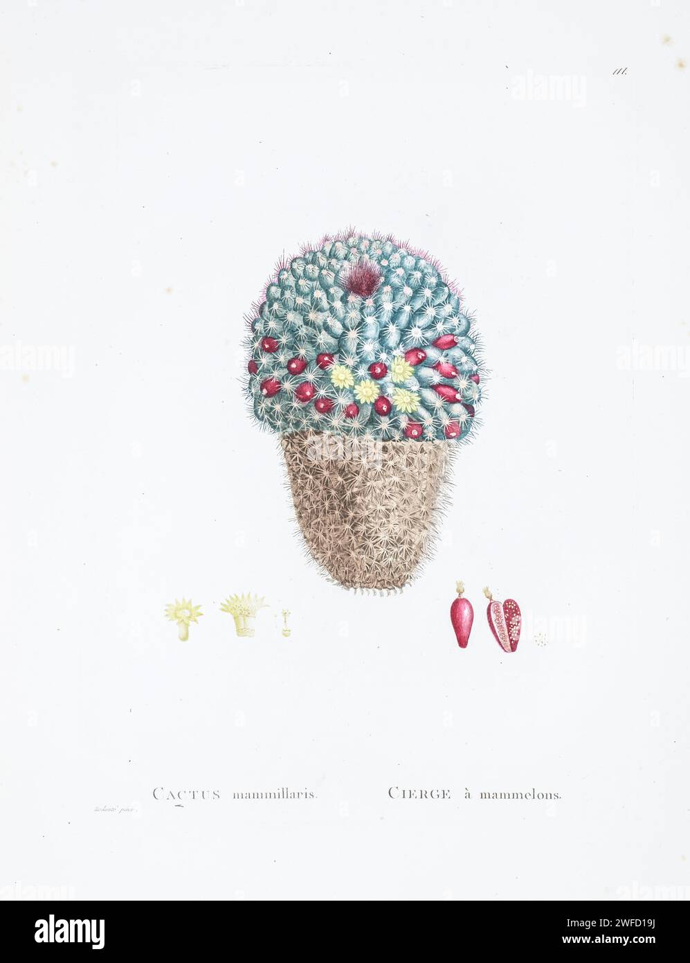 Mammillaria simplex Haw. Here As Cactus mammillaris from History of Succulent Plants [Plantarum historia succulentarum / Histoire des plantes grasses] painted by Pierre-Joseph Redouté and described by Augustin Pyramus de Candolle 1799 Stock Photo