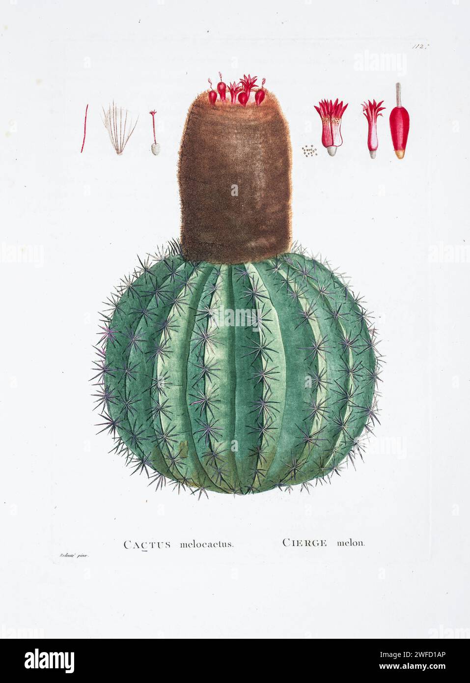 Melocactus communis Here As Cactus melocactus from History of Succulent Plants [Plantarum historia succulentarum / Histoire des plantes grasses] painted by Pierre-Joseph Redouté and described by Augustin Pyramus de Candolle 1799 Melocactus, also known as the Turk's cap cactus, or Pope's head cactus, is a genus of cactus with about 30–40 species. They are native to the Caribbean, western Mexico through Central America to northern South America, Stock Photo