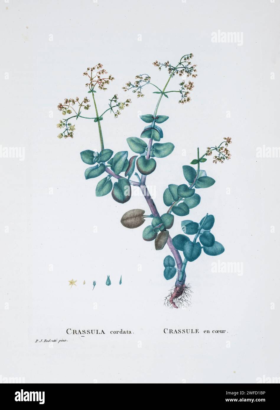 Crassula cordata from History of Succulent Plants [Plantarum historia succulentarum / Histoire des plantes grasses] painted by Pierre-Joseph Redouté and described by Augustin Pyramus de Candolle 1799 Stock Photo