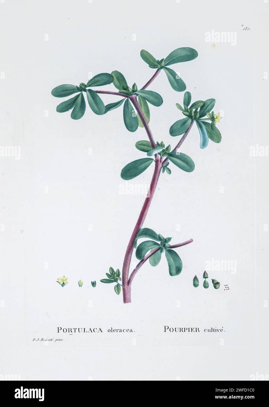 Portulaca oleracea from History of Succulent Plants [Plantarum historia succulentarum / Histoire des plantes grasses] painted by Pierre-Joseph Redouté and described by Augustin Pyramus de Candolle 1799 Portulaca is a genus of flowering plants in the family Portulacaceae, and is the type genus of the family. With over 100 species, it is found in the tropics and warm temperate regions. Stock Photo