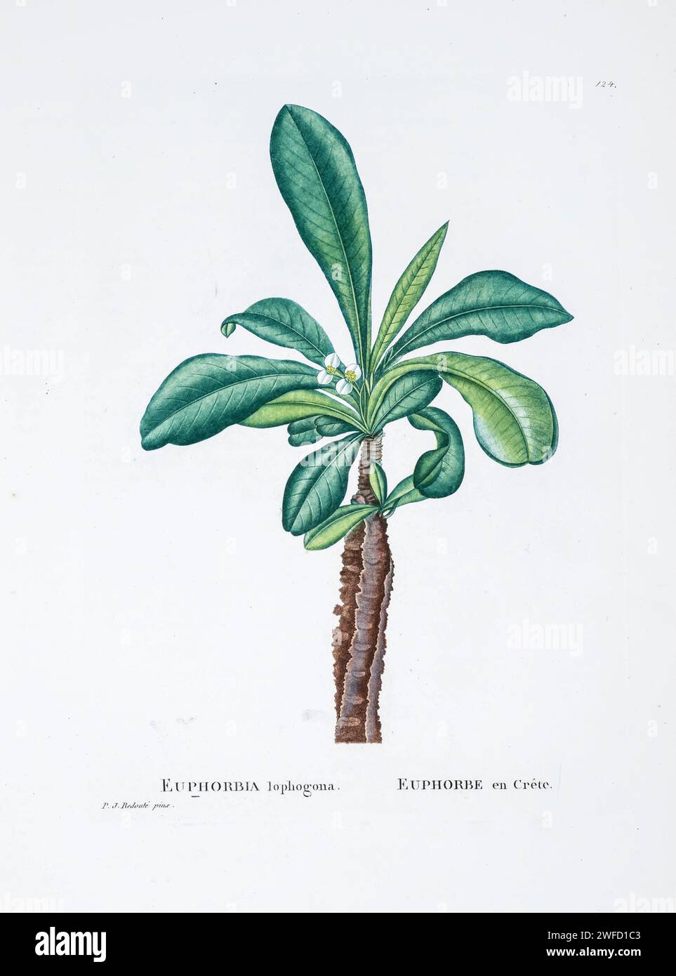 Euphorbia lophogona from History of Succulent Plants [Plantarum historia succulentarum / Histoire des plantes grasses] painted by Pierre-Joseph Redouté and described by Augustin Pyramus de Candolle 1799 Euphorbia lophogona is a species of plant in the family Euphorbiaceae. It is endemic to Madagascar. Its natural habitat is subtropical or tropical dry forests. Stock Photo