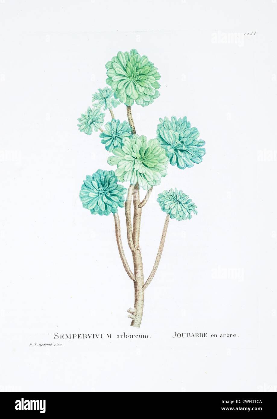 Aeonium arboreum (L.) Webb & Berth. Here As Sempervivum arboreum from History of Succulent Plants [Plantarum historia succulentarum / Histoire des plantes grasses] painted by Pierre-Joseph Redouté and described by Augustin Pyramus de Candolle 1799 Aeonium arboreum, the tree aeonium, tree houseleek, or Irish rose, is a succulent, subtropical subshrub in the flowering plant family Crassulaceae. It is an invasive weed in places outside its natural distribution, for example as a garden escape throughout temperate southern Australia. Stock Photo