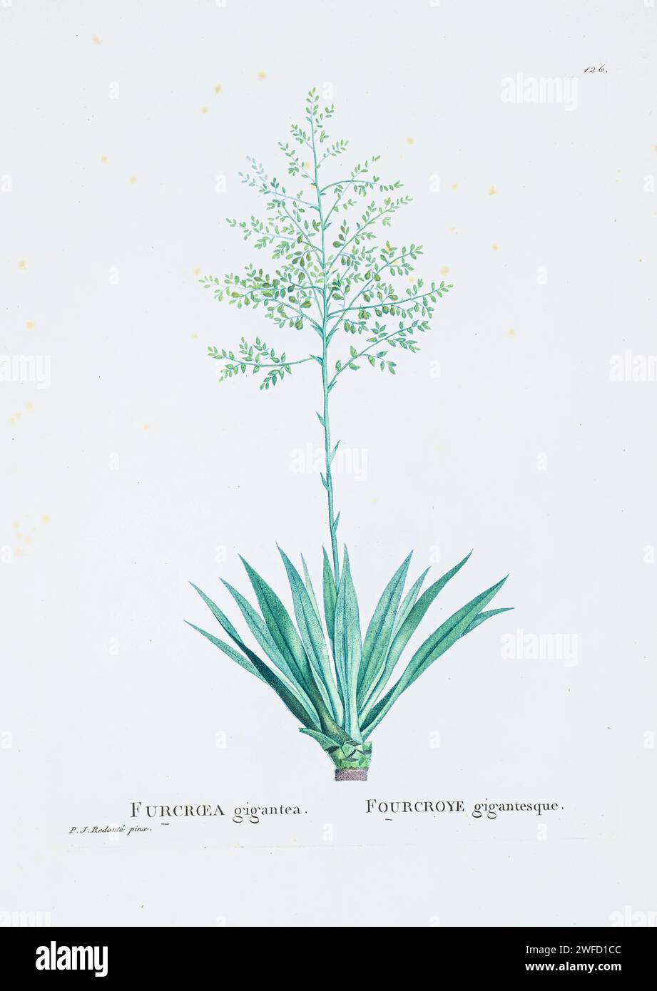 Furcraea cubensis Vent. inermis Bak. Here As Furcroea gigantea (Agave foetida) from History of Succulent Plants [Plantarum historia succulentarum / Histoire des plantes grasses] painted by Pierre-Joseph Redouté and described by Augustin Pyramus de Candolle 1799 Furcraea is a genus of succulent plants belonging to the family Asparagaceae, native to tropical regions of Mexico, the Caribbean, Central America and northern South America Stock Photo