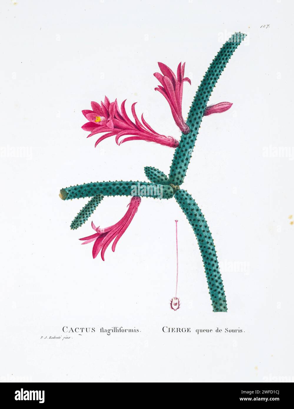 Aporocactus flagelliformis (L.) Lem. Here As Cactus flagelliformis (“‘ flagilliformis ’’ on plate) from History of Succulent Plants [Plantarum historia succulentarum / Histoire des plantes grasses] painted by Pierre-Joseph Redouté and described by Augustin Pyramus de Candolle 1799 Aporocactus flagelliformis, the rattail cactus, is a species of flowering plant in the cactus family Cactaceae, and is the most cultivated species in the genus Aporocactus. Due to its ease of cultivation and attractive floral displays, it is Stock Photo