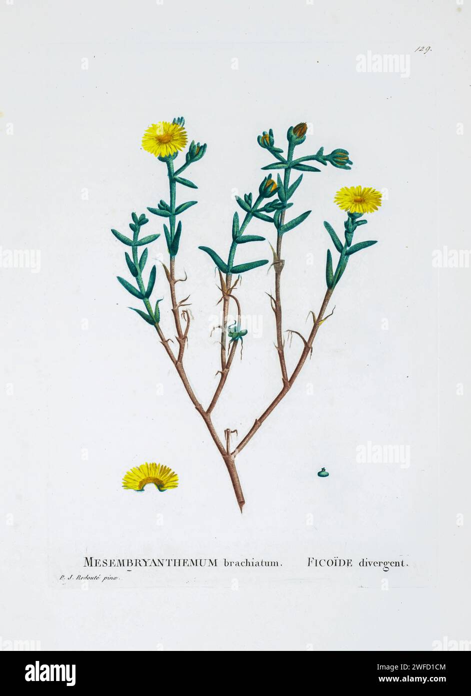 Drosanthemum nitidum (Haw.) Schwant. Here As Mesembryanthemum brachiatum from History of Succulent Plants [Plantarum historia succulentarum / Histoire des plantes grasses] painted by Pierre-Joseph Redouté and described by Augustin Pyramus de Candolle 1799 Drosanthemum is a genus of succulent plants in the ice plant family native to the winter-rainfall regions of southern Africa, including Namibia and the Cape Provinces and Free State of South Africa. Most species bear colorful flowers. Stock Photo