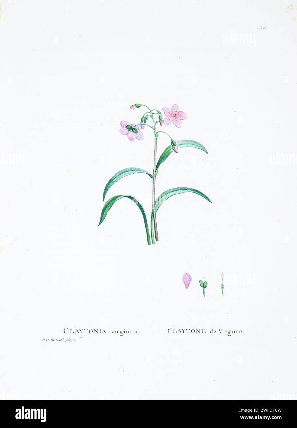 Claytonia grandiflora Sweet Here As Claytonia virginica Claytonia grandiflora Sweet Here As Claytonia virginica from History of Succulent Plants [Plantarum historia succulentarum / Histoire des plantes grasses] painted by Pierre-Joseph Redouté and described by Augustin Pyramus de Candolle 1799 Stock Photo