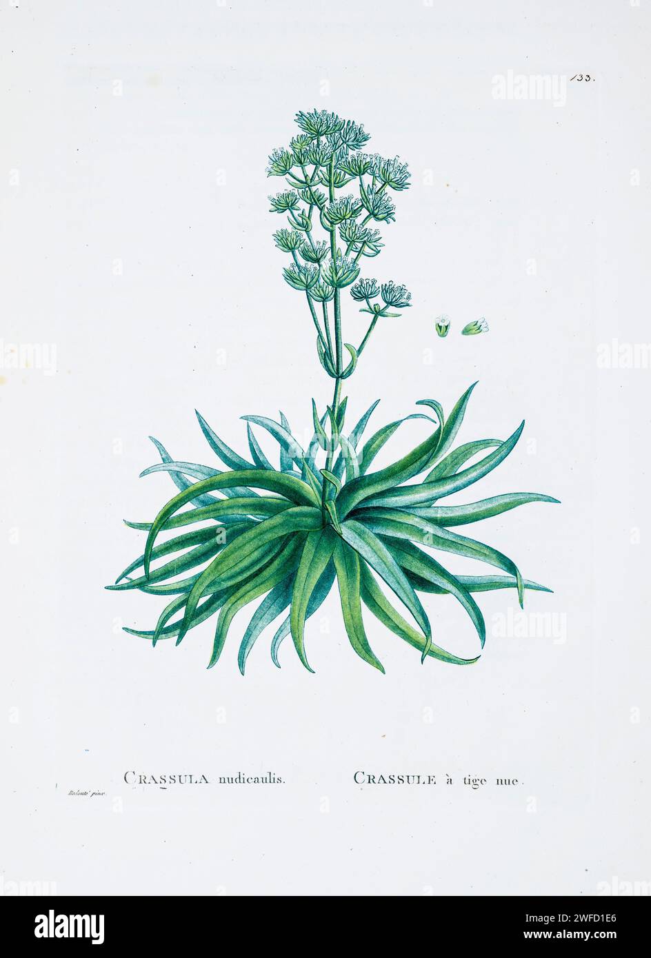 Crassula nudicaulis from History of Succulent Plants [Plantarum historia succulentarum / Histoire des plantes grasses] painted by Pierre-Joseph Redouté and described by Augustin Pyramus de Candolle 1799 Stock Photo