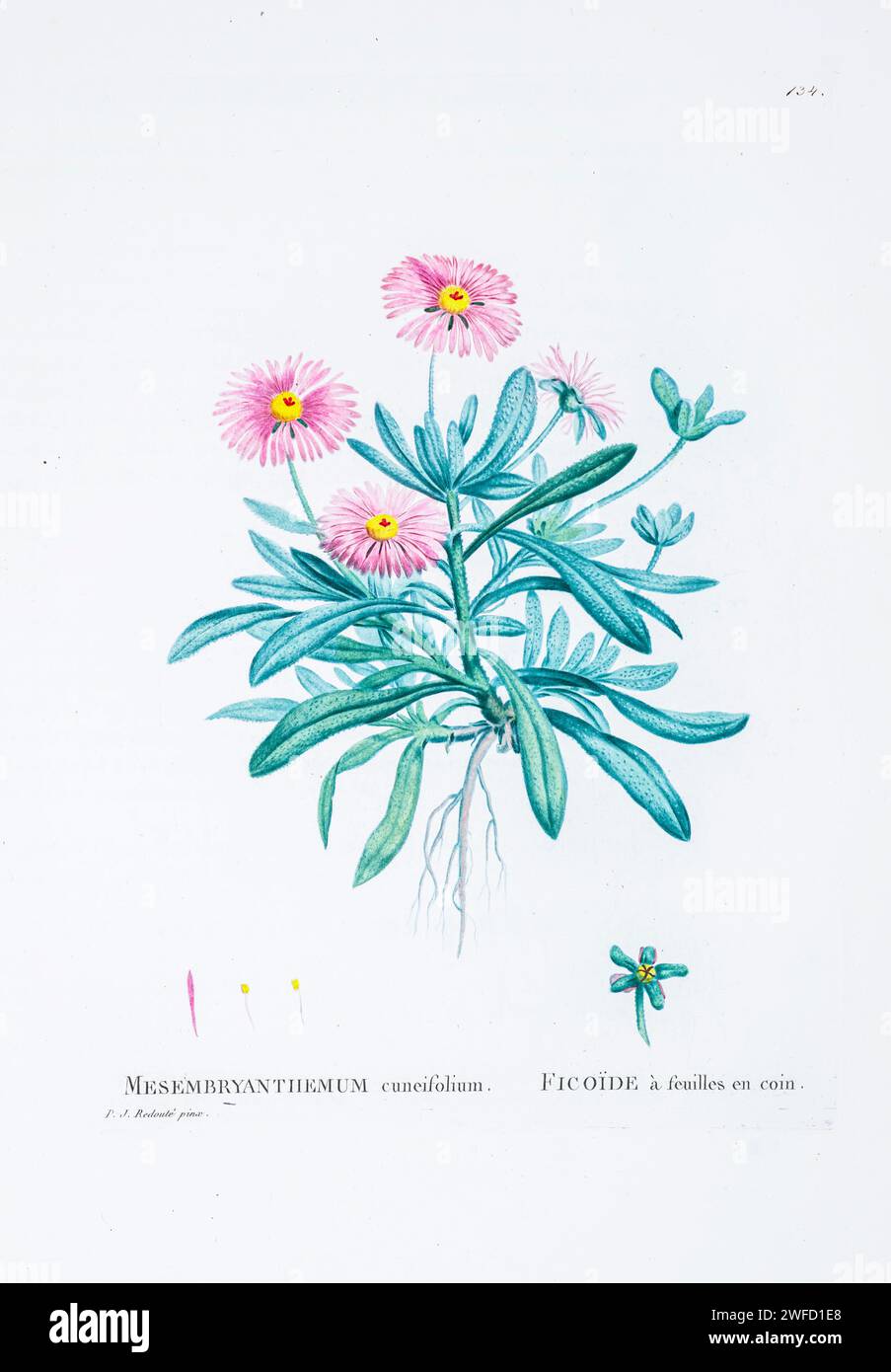 Micropterum cuneifolium (Jacq.) Schwant. Here As Mesembryanthemum cuneifolium from History of Succulent Plants [Plantarum historia succulentarum / Histoire des plantes grasses] painted by Pierre-Joseph Redouté and described by Augustin Pyramus de Candolle 1799 Cleretum bellidiforme, commonly called Livingstone daisy, Bokbaaivygie, or Buck Bay vygie, is a species of flowering plant in the family Aizoaceae, native to the Cape Peninsula in South Africa. It is a low-growing succulent annual growing to 25 cm, and cultivated for its iridescent, many-petalled, daisy-like blooms Stock Photo