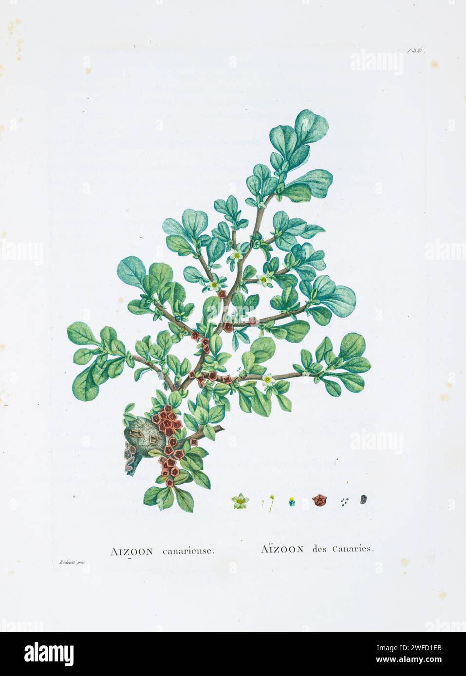 Aizoon canariense from History of Succulent Plants [Plantarum historia succulentarum / Histoire des plantes grasses] painted by Pierre-Joseph Redouté and described by Augustin Pyramus de Candolle 1799 Aizoon canariense is a species of small leafy annual plant in the family Aizoaceae. Stock Photo