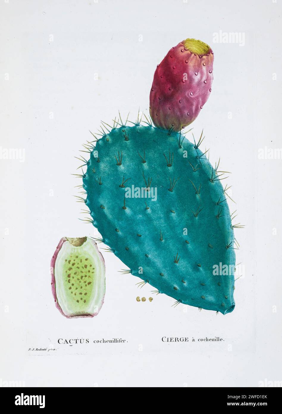 Opuntia tomentosa S.D. Here As Cactus coccinellifer (cochenillifer on plates) from History of Succulent Plants [Plantarum historia succulentarum / Histoire des plantes grasses] painted by Pierre-Joseph Redouté and described by Augustin Pyramus de Candolle 1799 Opuntia tomentosa, commonly called woollyjoint pricklypear or velvety tree pear, is a species of Opuntia found in Mexico Stock Photo