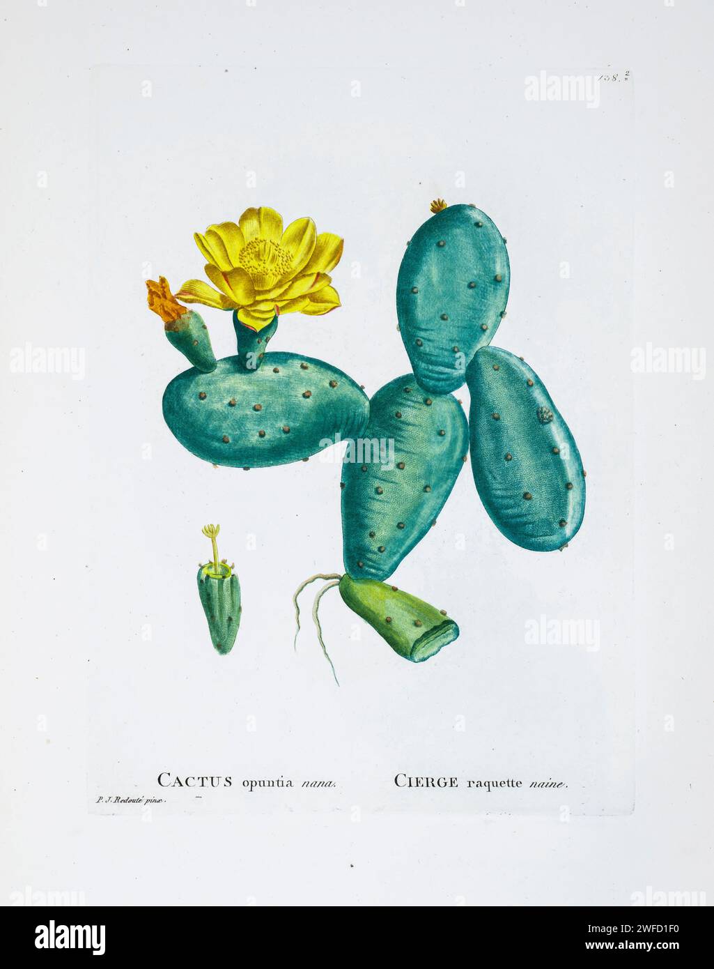 Opuntia humifusa here as Cactus opuntia nana from History of Succulent Plants [Plantarum historia succulentarum / Histoire des plantes grasses] painted by Pierre-Joseph Redouté and described by Augustin Pyramus de Candolle 1799 Opuntia, commonly called the prickly pear cactus, is a genus of flowering plants in the cactus family Cactaceae, many known for their flavorful fruit and showy flowers. Prickly pear alone is more commonly used to refer exclusively to the fruit Stock Photo