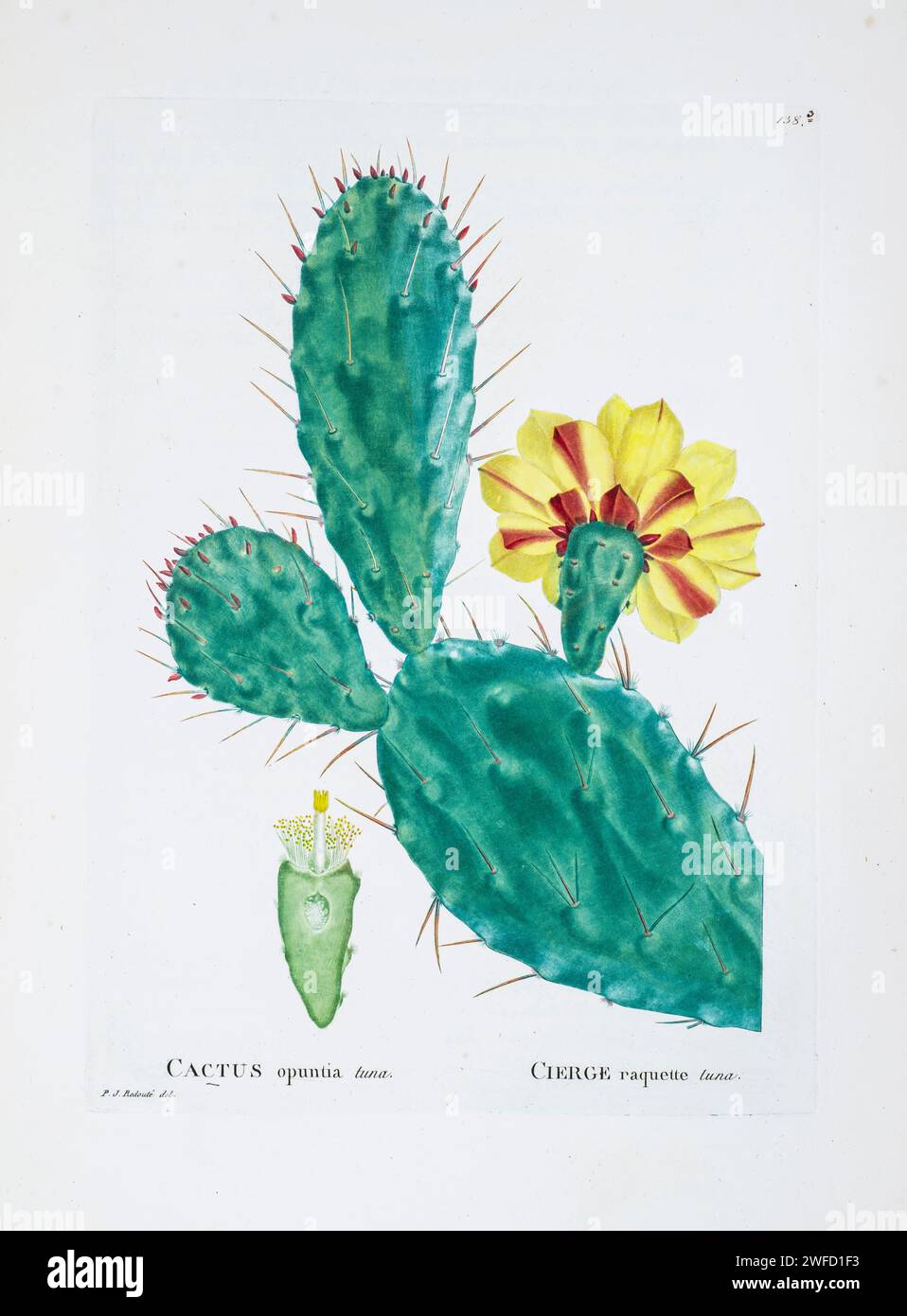 Opuntia vulgaris Mill. Here As Cactus opuntia tuna from History of Succulent Plants [Plantarum historia succulentarum / Histoire des plantes grasses] painted by Pierre-Joseph Redouté and described by Augustin Pyramus de Candolle 1799 Opuntia, commonly called the prickly pear cactus, is a genus of flowering plants in the cactus family Cactaceae, many known for their flavorful fruit and showy flowers. Prickly pear alone is more commonly used to refer exclusively to the fruit Stock Photo