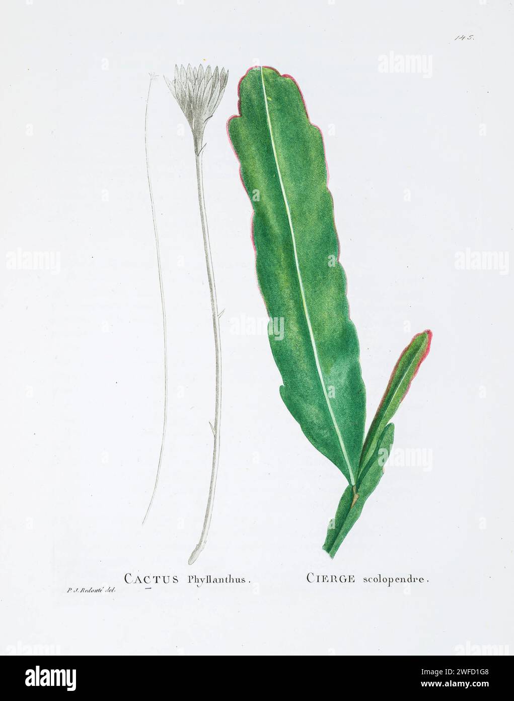 Epiphyllum phyllanthus (L.) Haw. Here As Cactus phyllanthus from History of Succulent Plants [Plantarum historia succulentarum / Histoire des plantes grasses] painted by Pierre-Joseph Redouté and described by Augustin Pyramus de Candolle 1799 Epiphyllum phyllanthus, commonly known as the climbing cactus, is a species of epiphytic cacti. It has no leaves, instead having stems that photosynthesise. It is thought to be pollinated by hawkmoths, as the flowers only open at night and produce a strong fragrance. Stock Photo