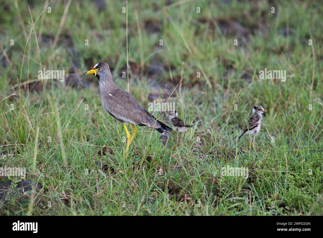 Wattled lapwing (Vanellus senegallus), parent plus two chicks Stock Photo