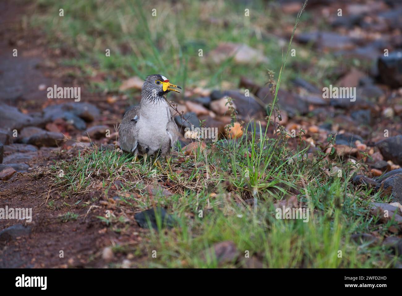Wattled lapwing (Vanellus senegallus), parent bird with several chicks sheltering under body during a rainstorm. Legs of the young are visible. Stock Photo