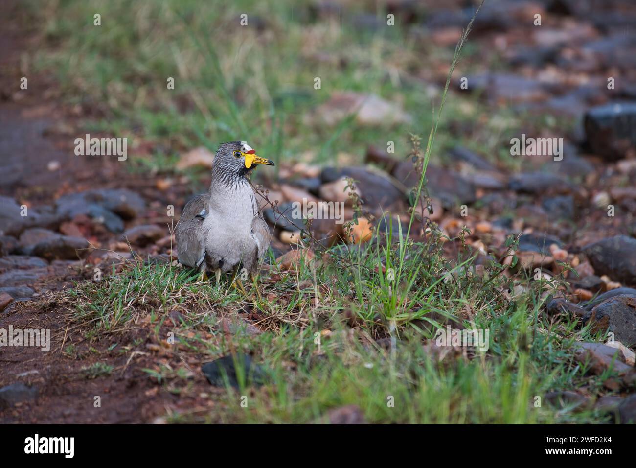 Wattled lapwing (Vanellus senegallus), parent bird with several chicks sheltering under body during a rainstorm. Legs of the young are visible. Stock Photo