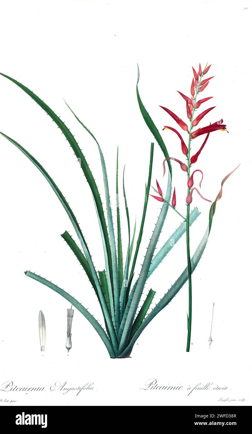 Pitcairnia angustifolia, the pina cortadora, is a plant species in the genus Pitcairnia. It is native to Puerto Rico and the Lesser Antilles. by Pierre-Joseph Redouté’s Les Liliacées a tome of plant species of and related to the lily family. Produced from 1802 – 1816, the plates are drawn from Empress Josephine’s extensive collection of plants in her gardens at Malmaison, Stock Photo