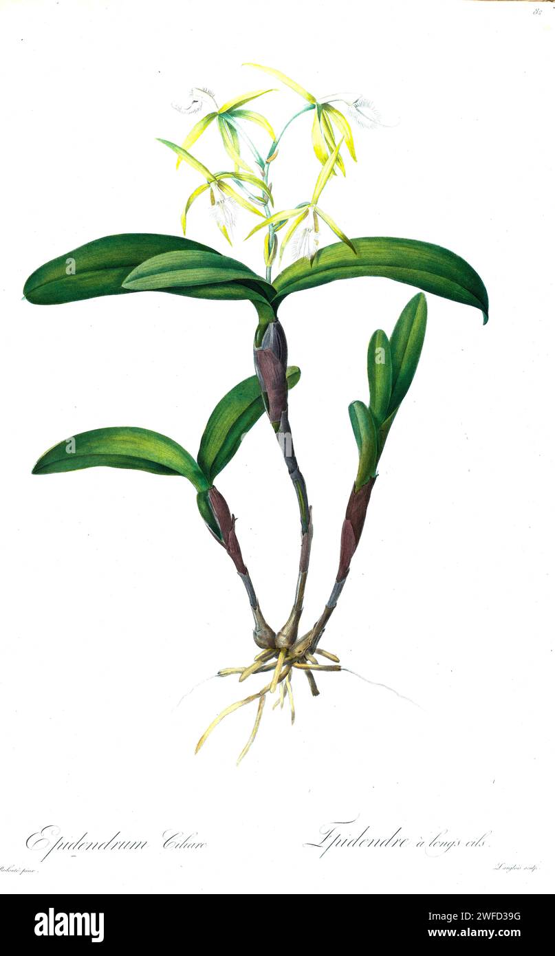 Epidendrum ciliare, synonyms including Coilostylis ciliaris is a species of orchid. It is known as the fringed star orchid. by Pierre-Joseph Redouté’s Les Liliacées a tome of plant species of and related to the lily family. Produced from 1802 – 1816, the plates are drawn from Empress Josephine’s extensive collection of plants in her gardens at Malmaison, Stock Photo