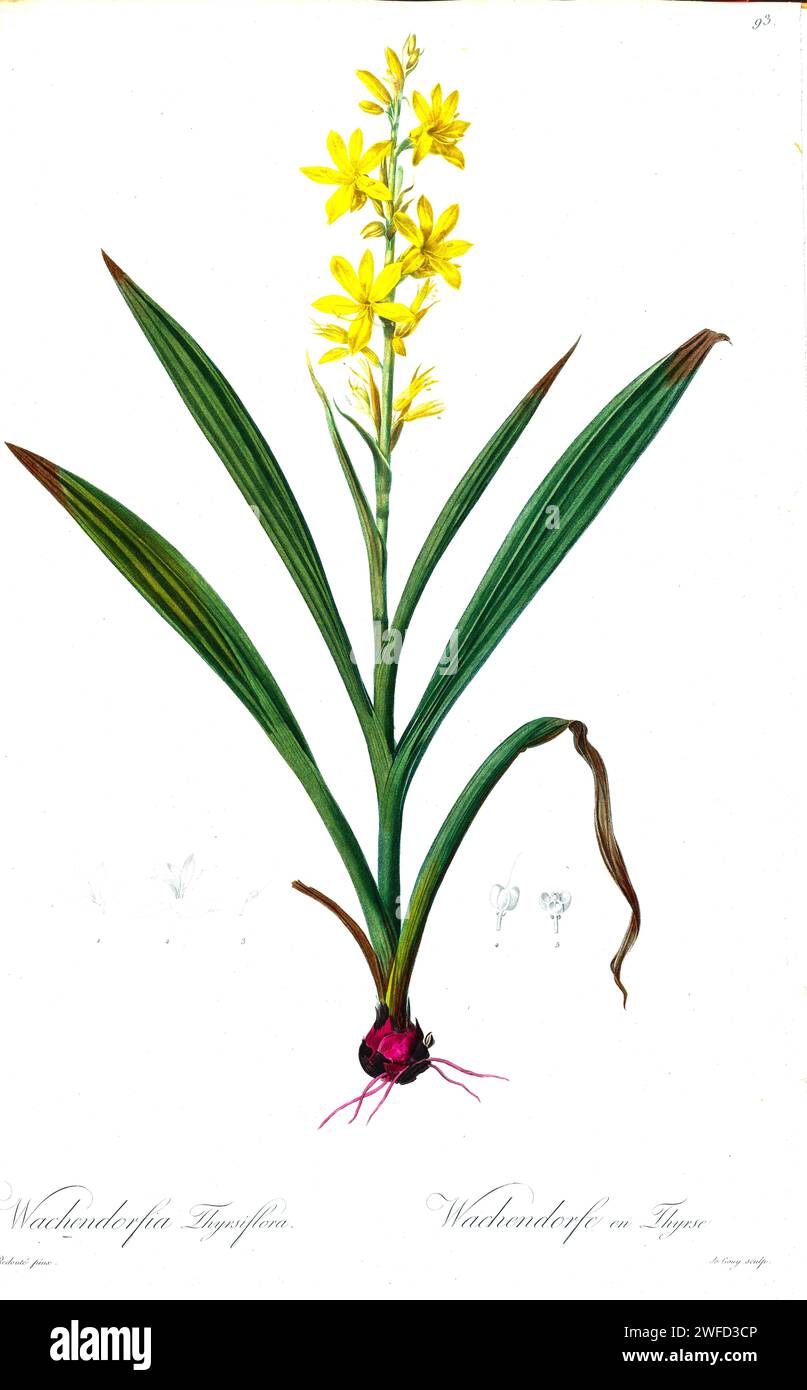 Wachendorfia thyrsiflora, the marsh butterfly lily, is a plant species of 0.6–2.5 m high when flowering, by Pierre-Joseph Redouté’s Les Liliacées a tome of plant species of and related to the lily family. Produced from 1802 – 1816, the plates are drawn from Empress Josephine’s extensive collection of plants in her gardens at Malmaison, Stock Photo