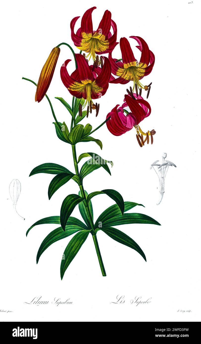 Central american flowers Cut Out Stock Images & Pictures - Alamy