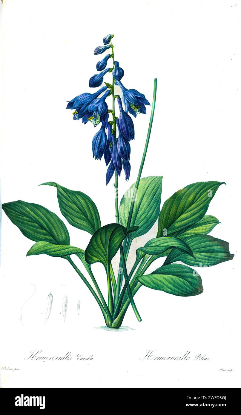 Hosta ventricosa, the blue plantain lily, is a species of flowering plant in the family Asparagaceae, native to southeast and south-central China, and introduced to the eastern United States. by Pierre-Joseph Redouté’s Les Liliacées a tome of plant species of and related to the lily family. Produced from 1802 – 1816, the plates are drawn from Empress Josephine’s extensive collection of plants in her gardens at Malmaison, Stock Photo