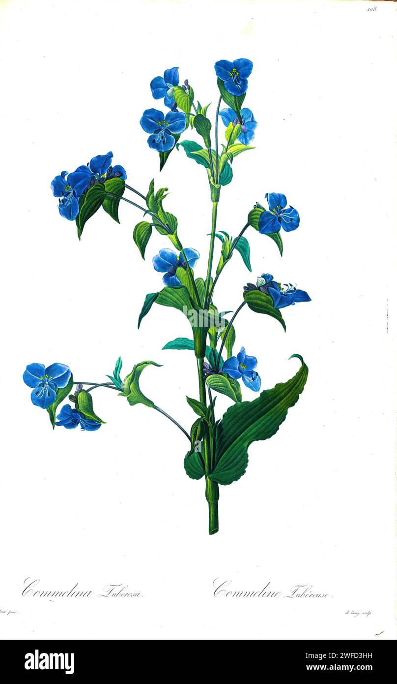 Commelina tuberosa is an herbaceous perennial plant in the dayflower family which is native to Mexico but grown worldwide as an ornamental plant. It is characterized by its purple-splotched spathes with free margins, its bright blue petals of equal size, by Pierre-Joseph Redouté’s Les Liliacées a tome of plant species of and related to the lily family. Produced from 1802 – 1816, the plates are drawn from Empress Josephine’s extensive collection of plants in her gardens at Malmaison, Stock Photo