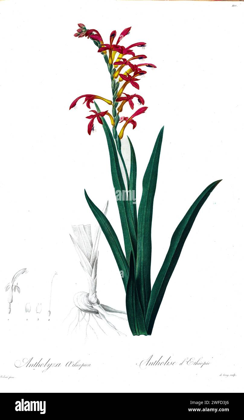 Antholyza aethiopica by Pierre-Joseph Redouté’s Les Liliacées a tome of plant species of and related to the lily family. Produced from 1802 – 1816, the plates are drawn from Empress Josephine’s extensive collection of plants in her gardens at Malmaison, Stock Photo