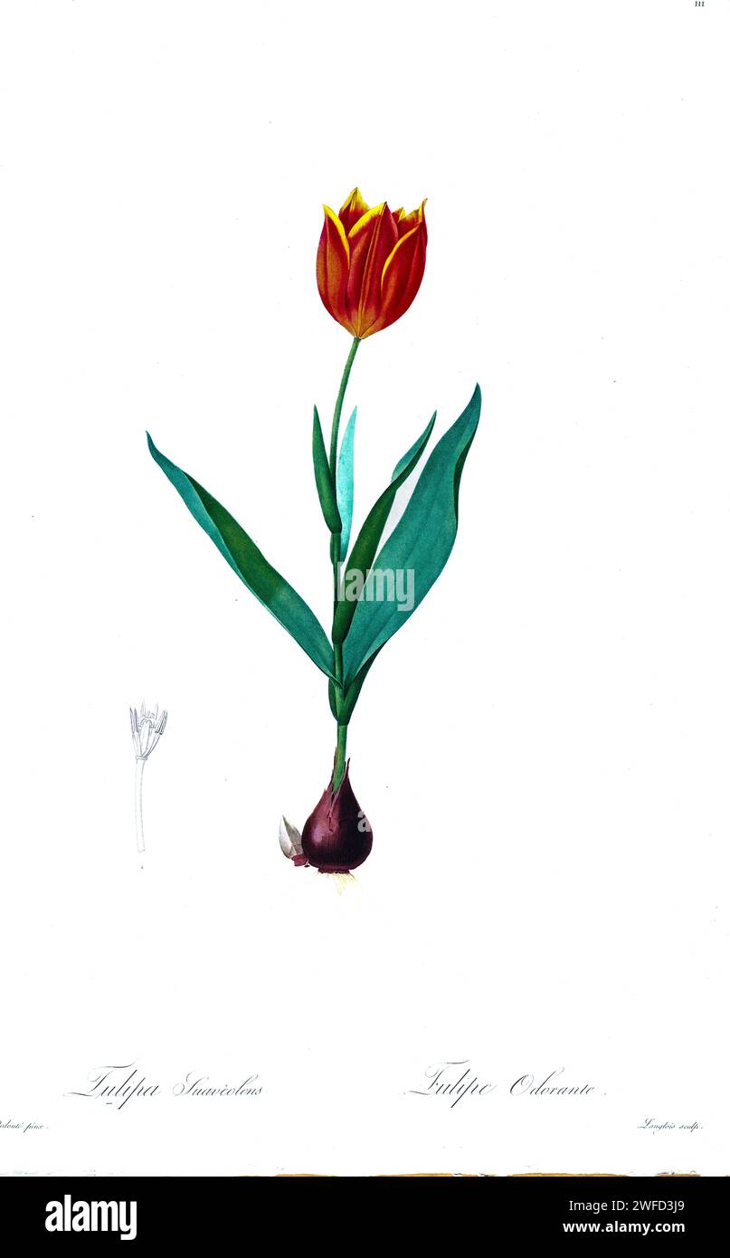 Tulipa suaveolens, synonym Tulipa schrenkii, the van Thol tulip or Schrenck's tulip, is a bulbous herbaceous perennial of species of tulip (Tulipa) in the family of the Liliaceae. It belongs to the section Tulipa. It is the probable wild ancestor of the garden tulip.by Pierre-Joseph Redouté’s Les Liliacées a tome of plant species of and related to the lily family. Produced from 1802 – 1816, the plates are drawn from Empress Josephine’s extensive collection of plants in her gardens at Malmaison, Stock Photo
