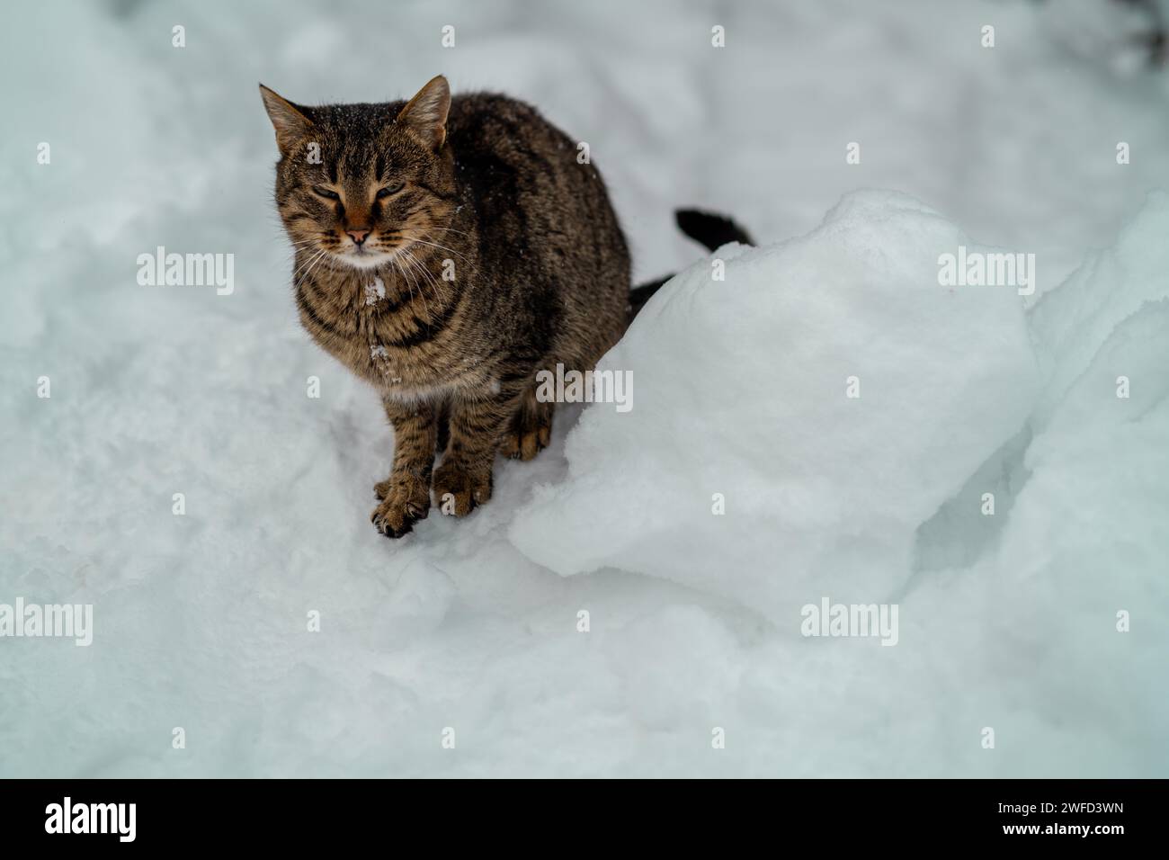 a completely frozen cat on the snow Stock Photo